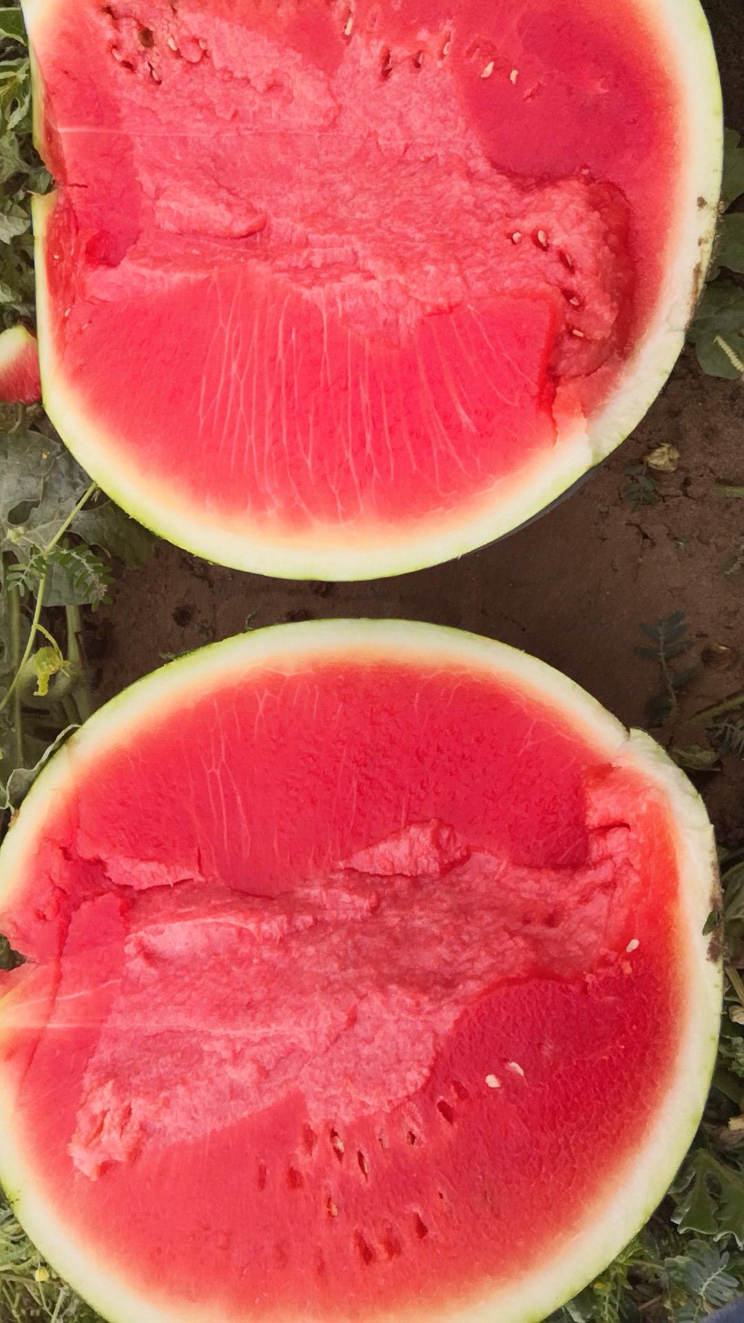 花皮无籽西瓜 无籽 1茬 8成熟 10斤打底