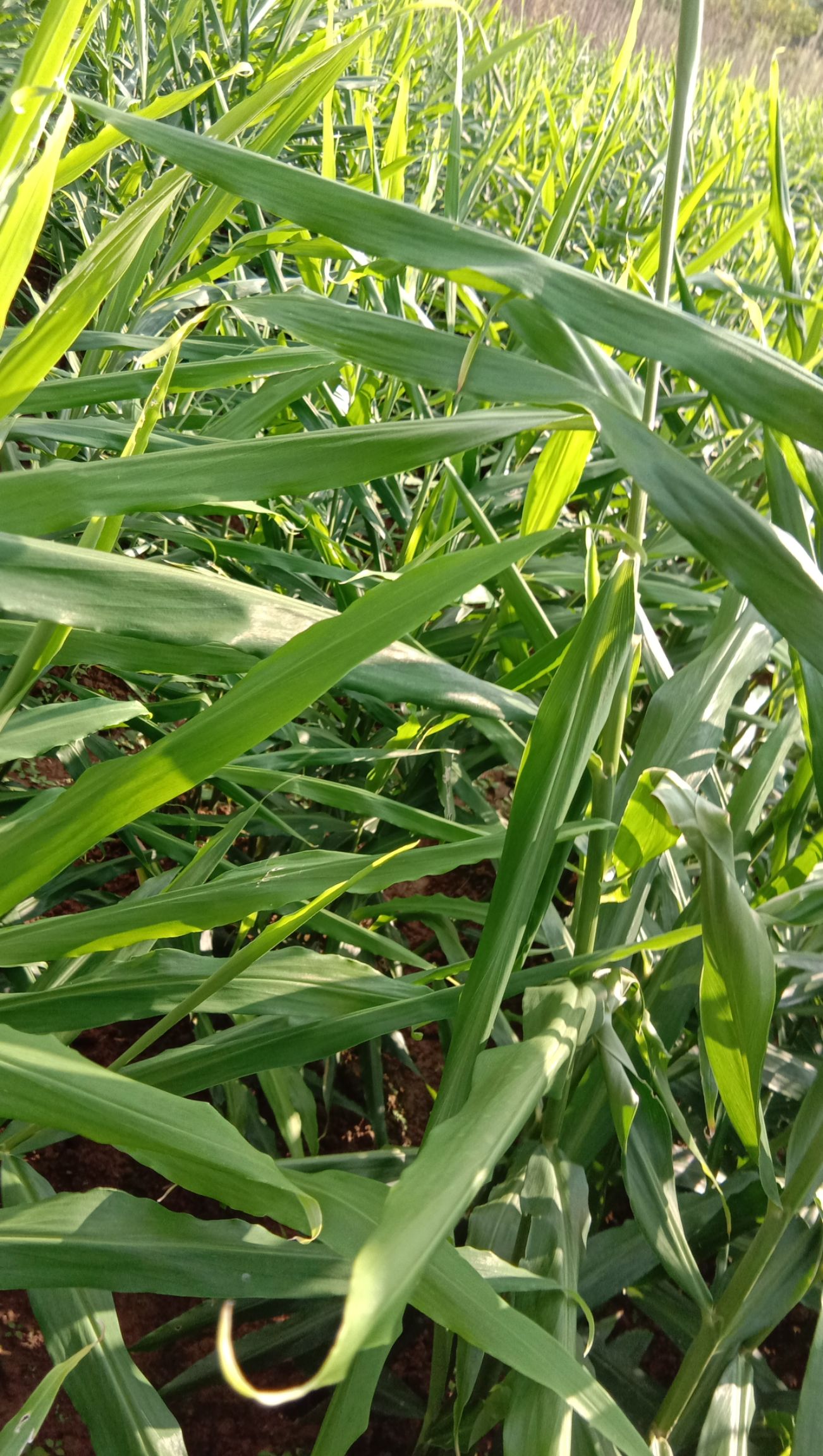 菜姜 带土 5两以上