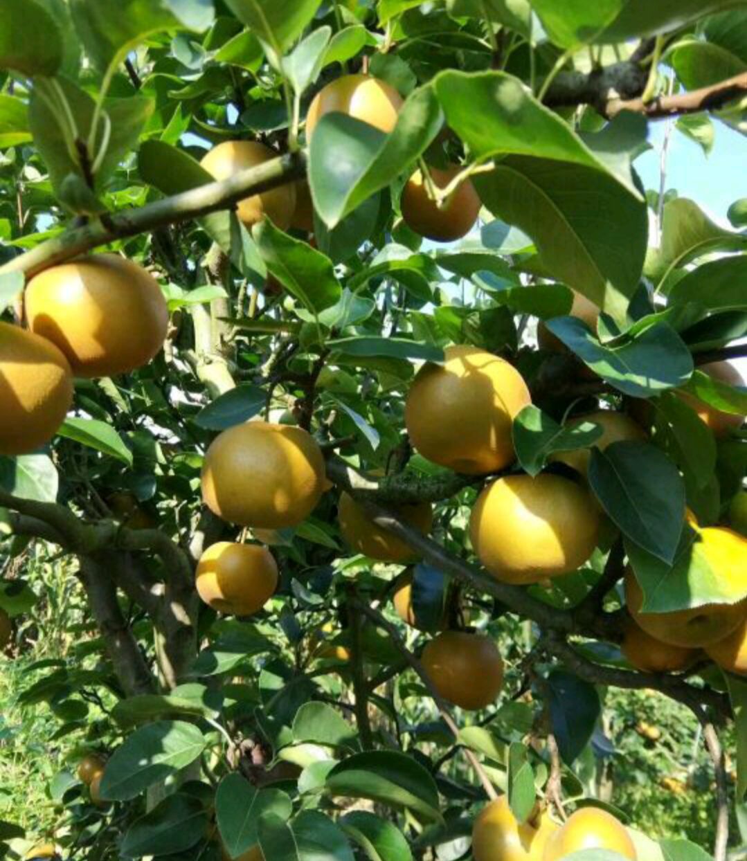 湖北省恩施土家族苗族自治州利川市长十郎梨 100-150g 65mm以上