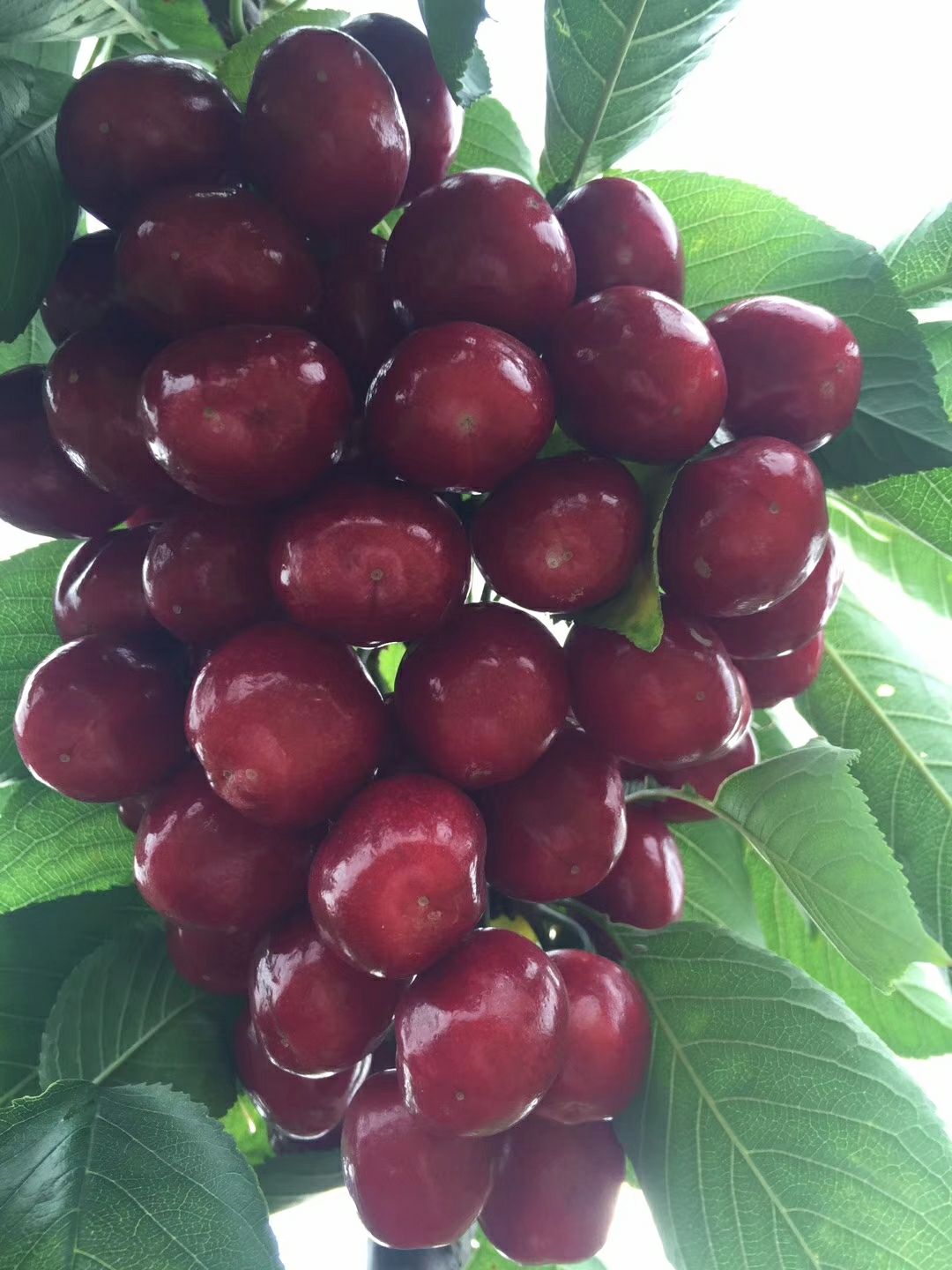 俄罗斯8号樱桃苗