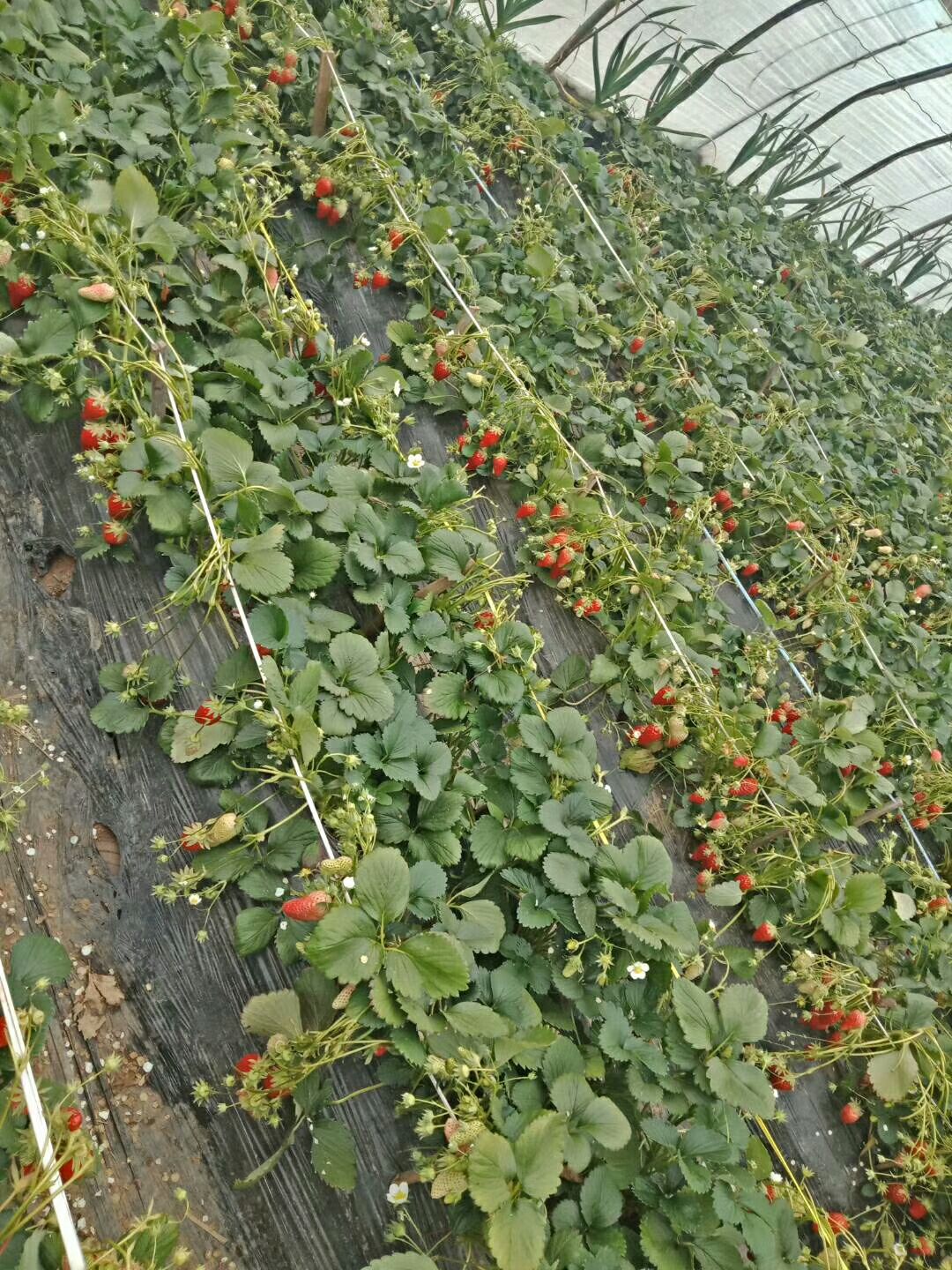红颜草莓苗 地栽苗 10~20公分
