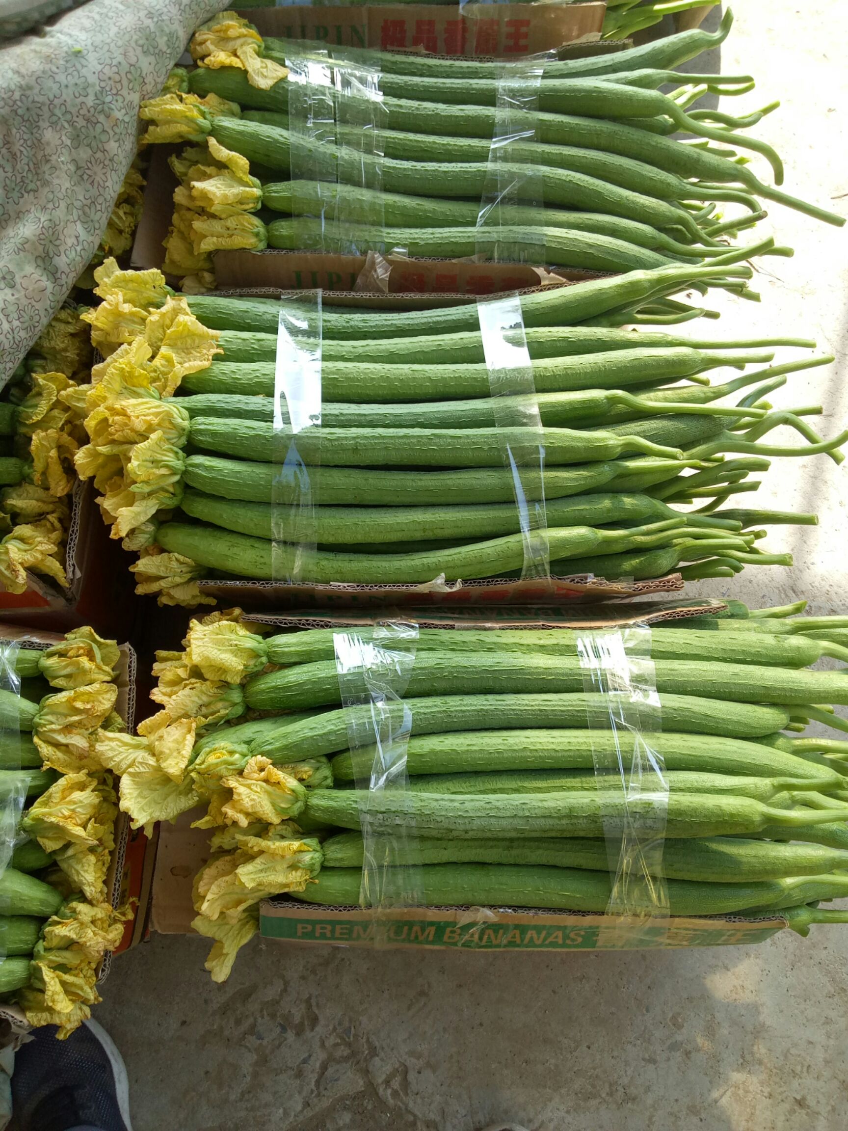 鲜花丝瓜 30cm以上