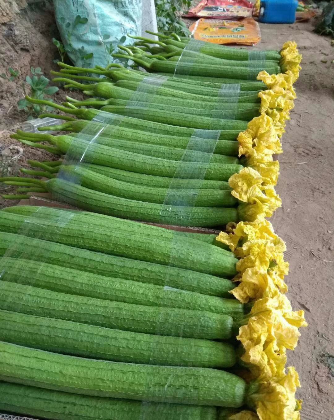 鲜花丝瓜 50cm以上