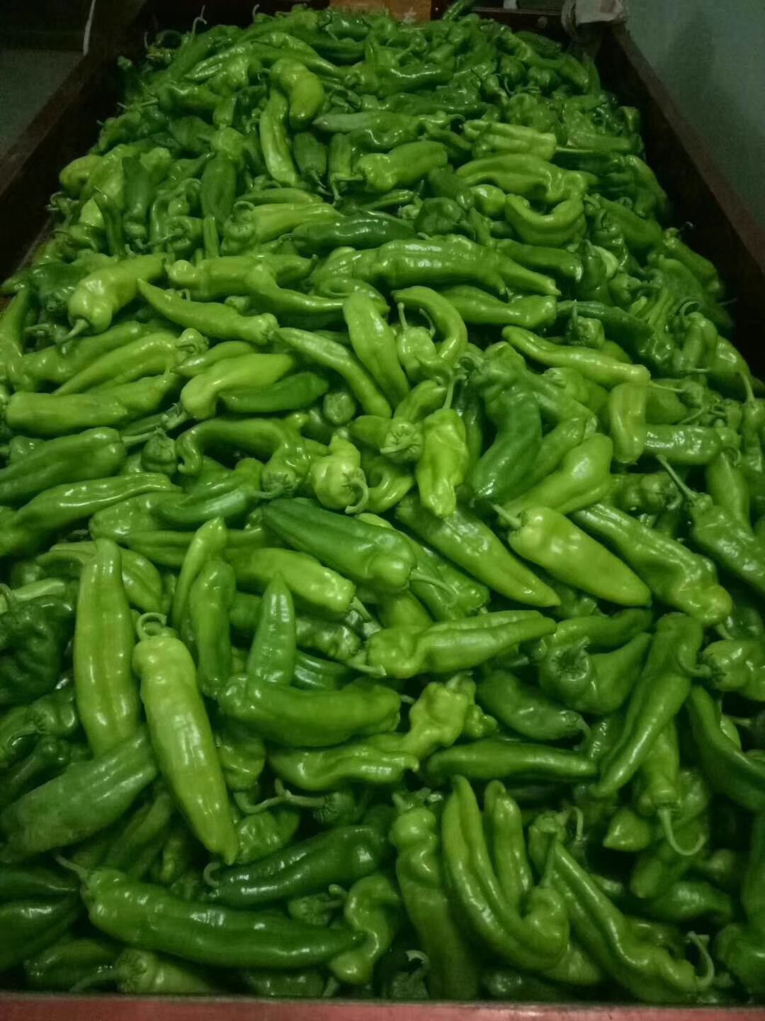 陕西省渭南市临渭区二炮辣椒 10~15cm 靑色 微辣