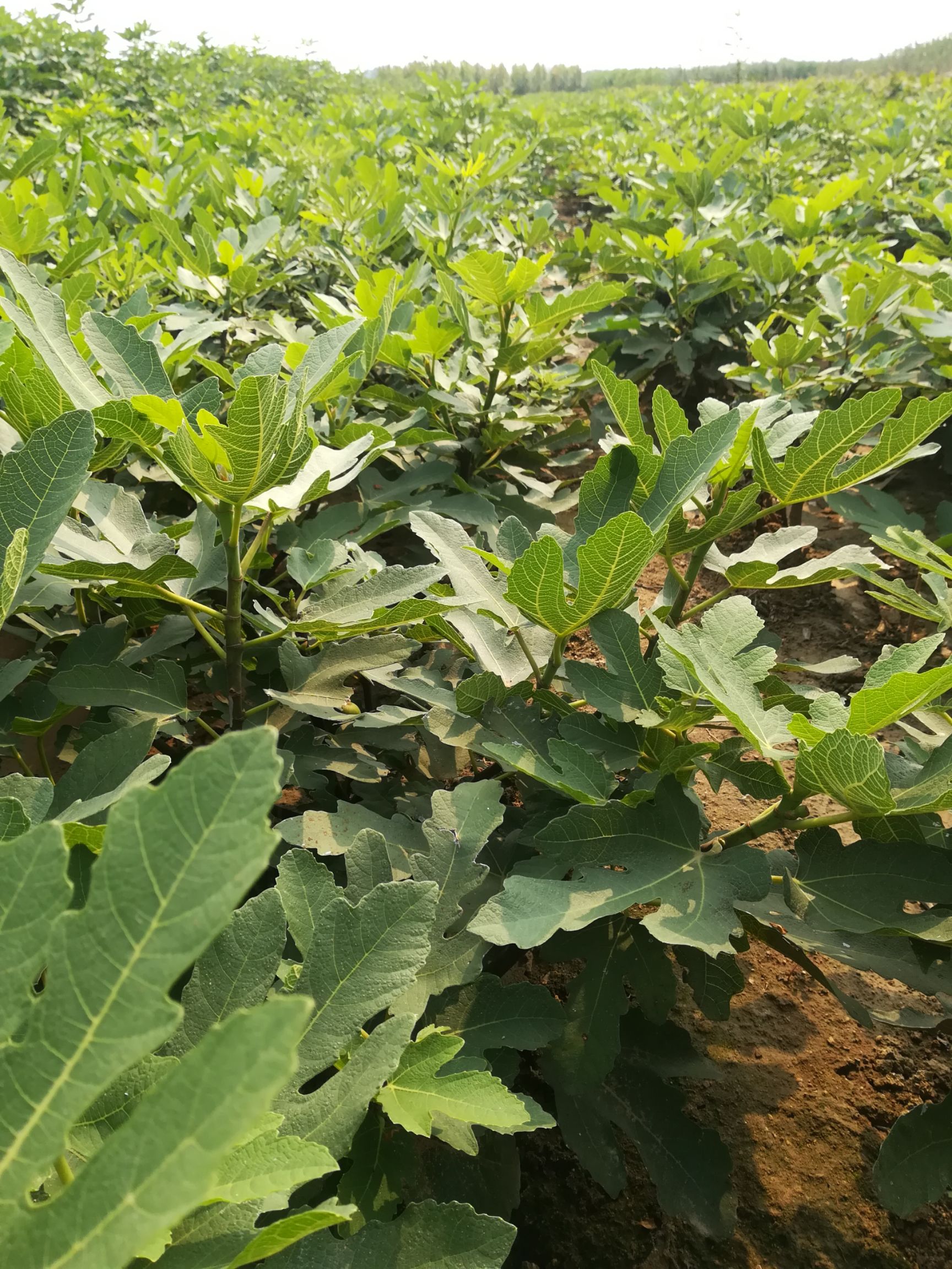 青皮无花果树苗