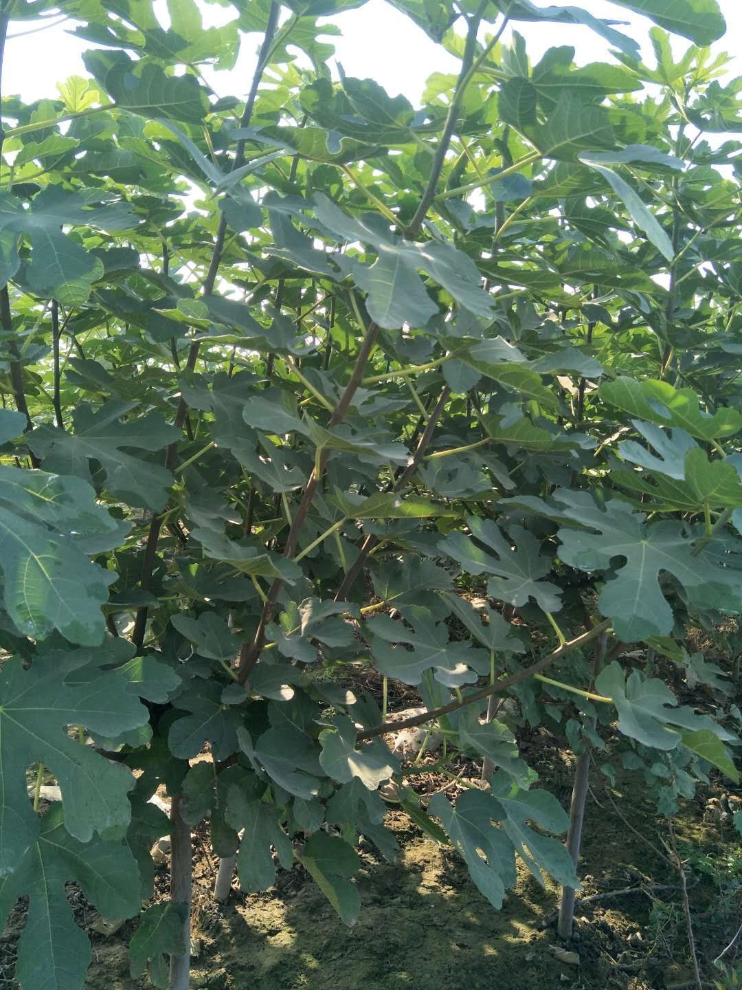 青皮无花果树苗