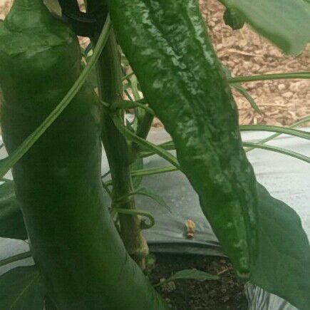 树椒15~20cm 靑色 微辣