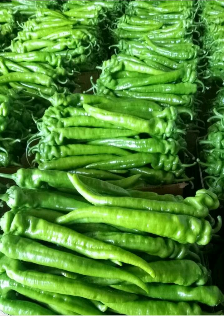 树椒15~20cm 靑色 微辣