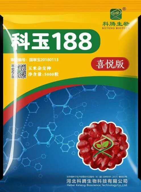 河南省安陽市滑縣科玉188玉米種子 雙交種 ≥97%