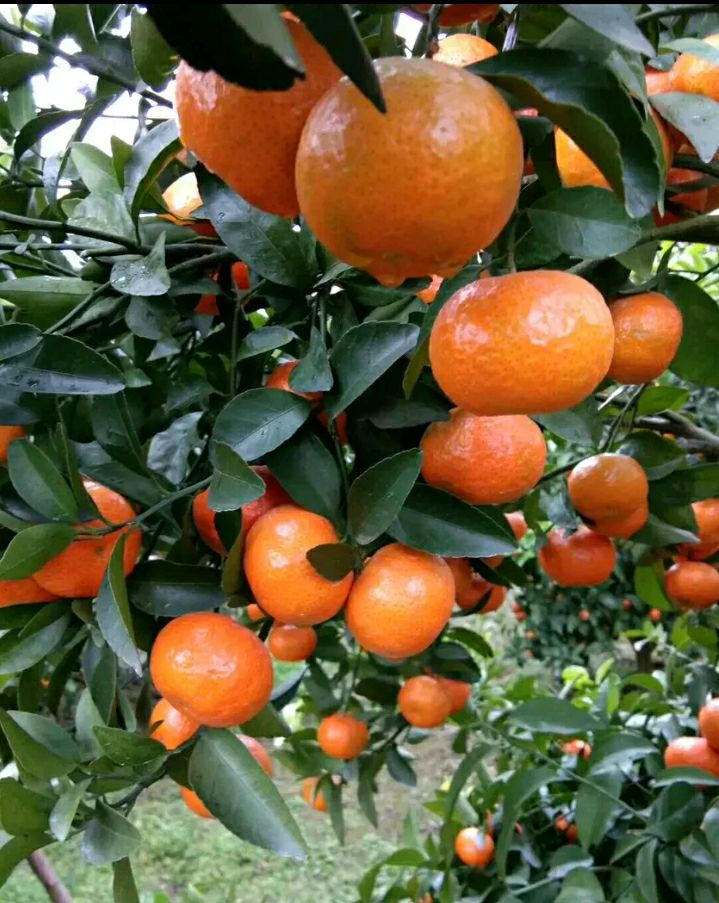 广西壮族自治区百色市西林县沙糖桔 3 - 3.5cm 1 - 1.5两