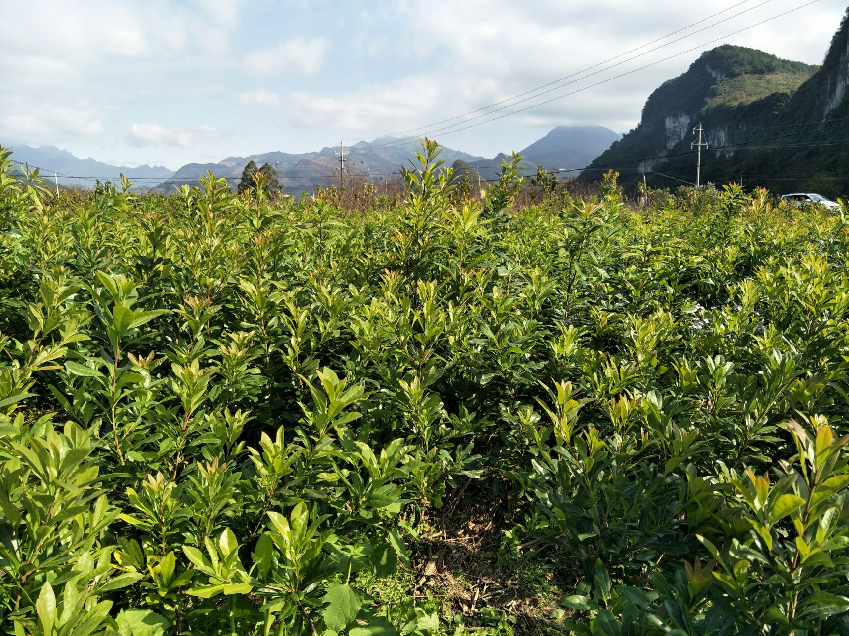 缅甸小勐拉皇家国际厅网