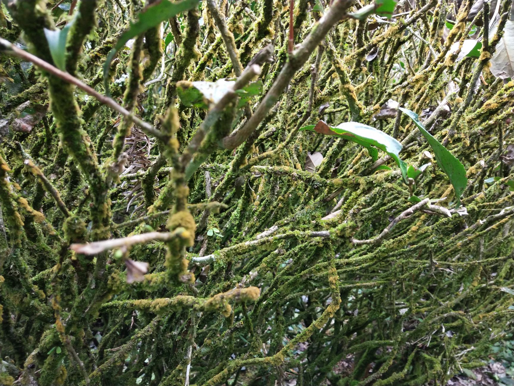 惠农网 乌龙茶 武夷岩茶 一级 散装  手机预览