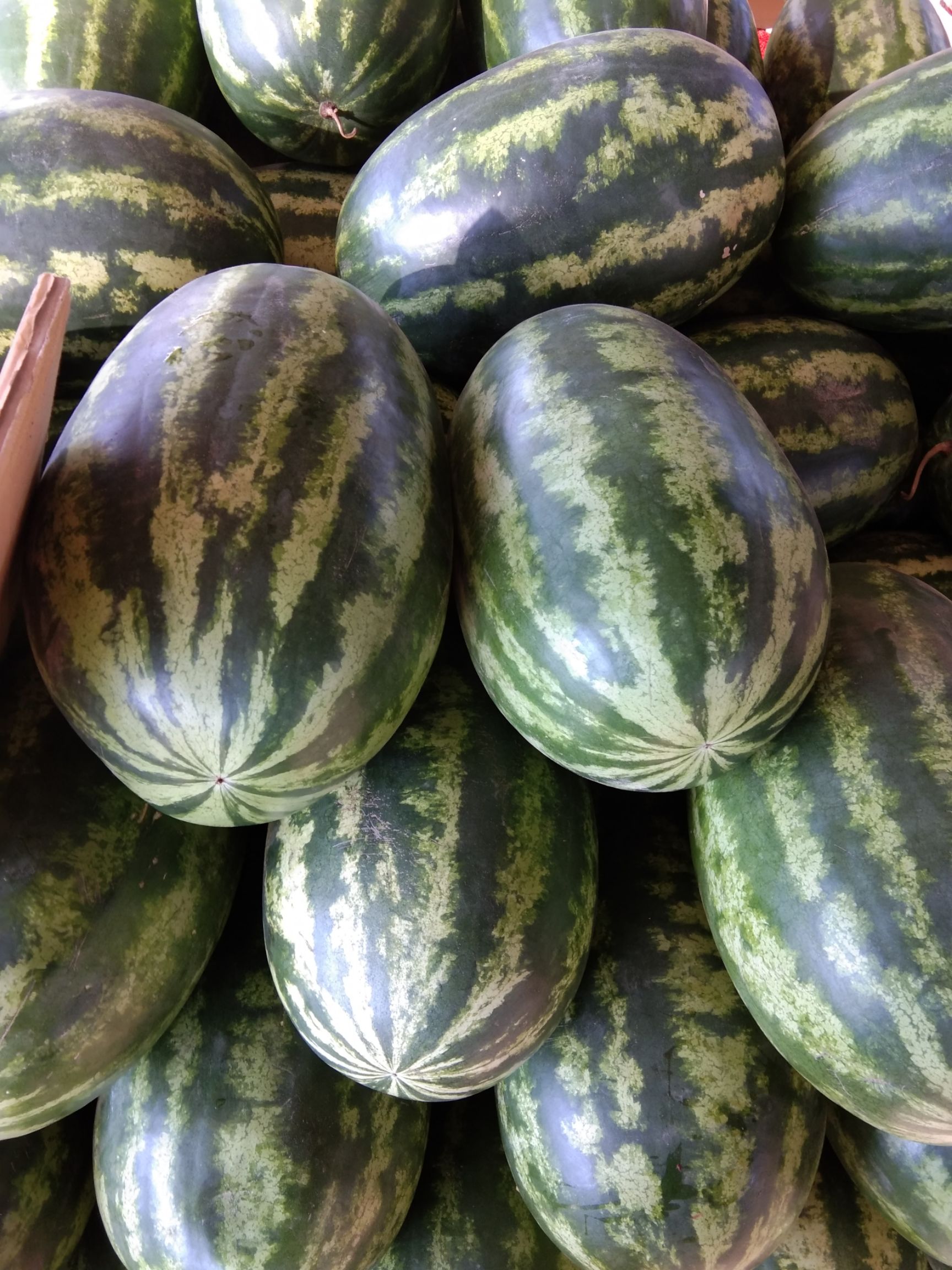 缅甸西瓜 10斤打底 10成熟 1茬 有籽