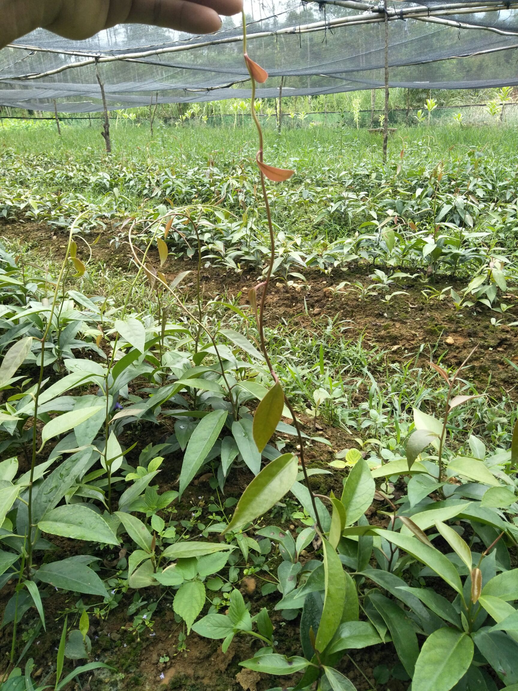 广西壮族自治区河池市罗城仫佬族自治县粉红黑老虎苗