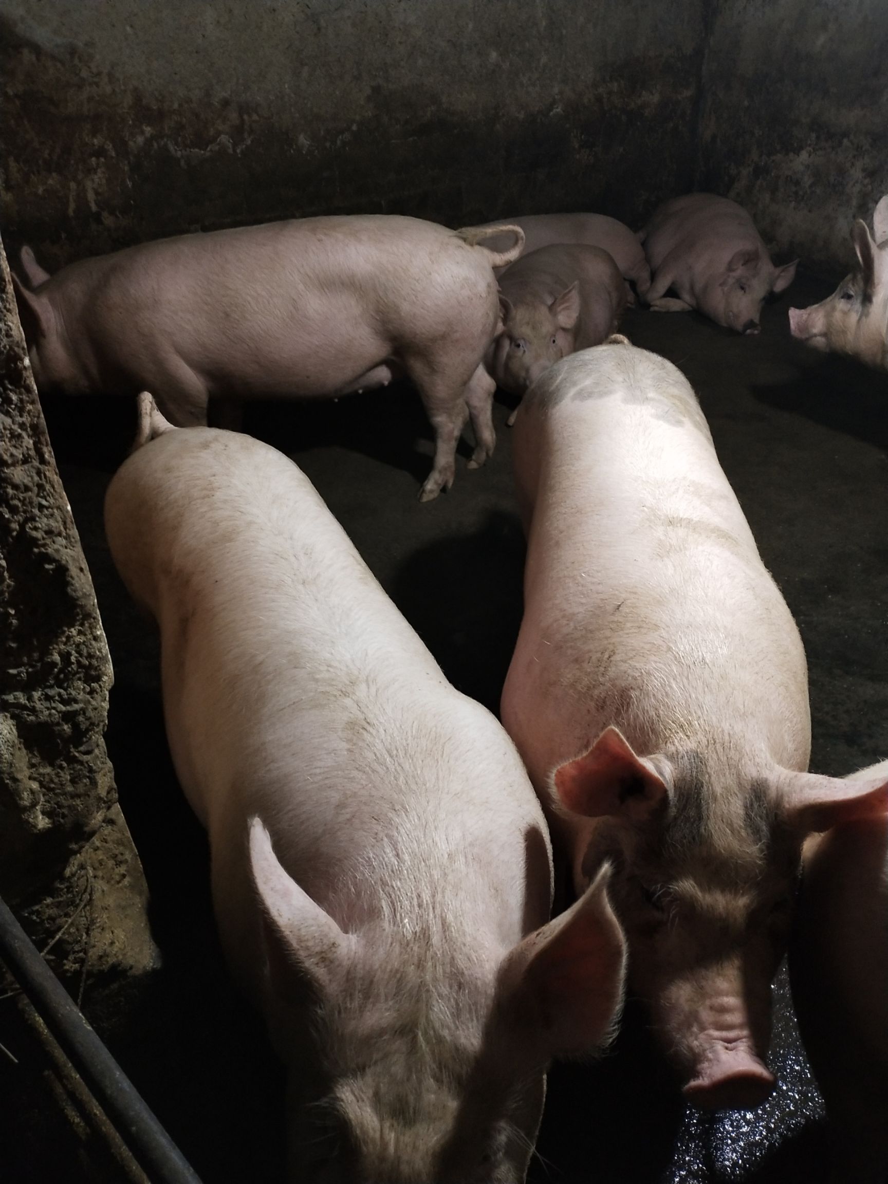 这是一张关于土杂猪 200-300斤 的产品图片