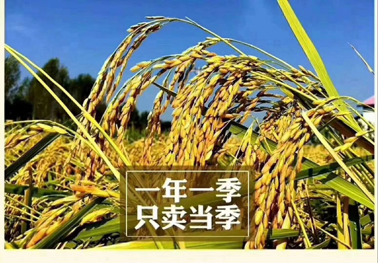 粳稻谷 五常稻花香2号稻谷【鲜米机专用】稻花香发源地龙凤山乐园村直