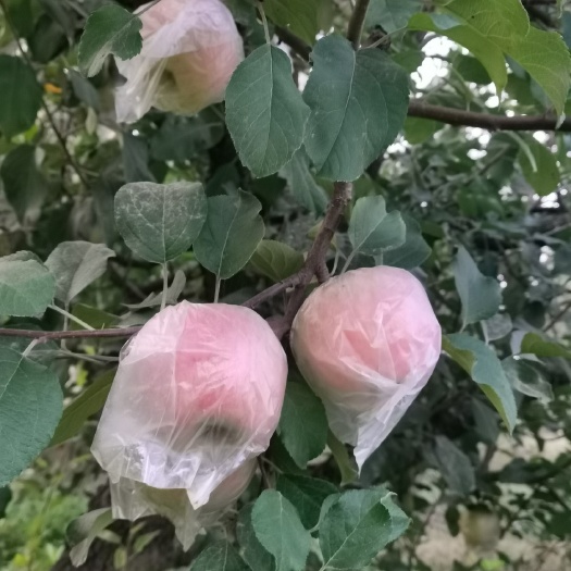 大沙河红富士苹果丑苹果16-18个/箱10斤黄肉脆甜