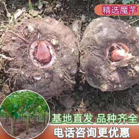 魔芋种子,一代二代魔芋种子,全国发货,免费技术,签回收合同