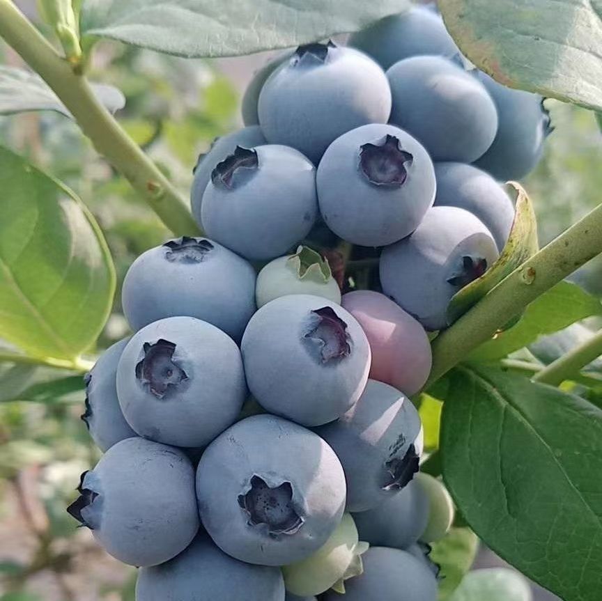 蓝莓品种哪个好吃?