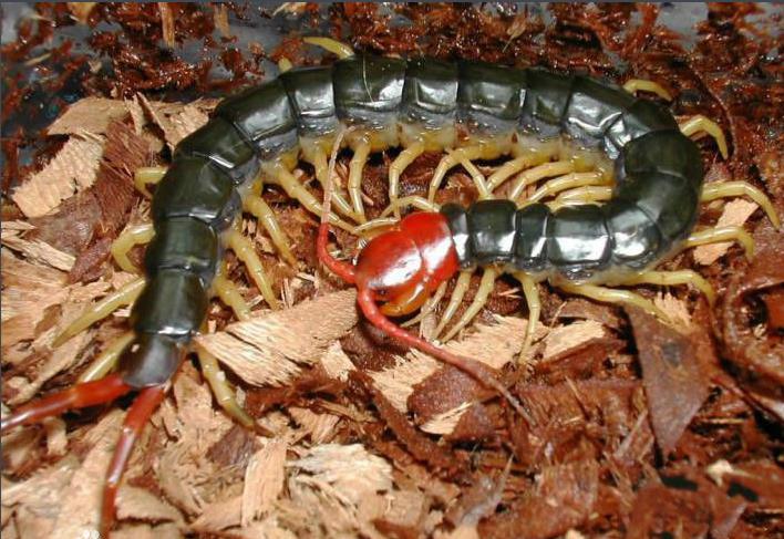 红头蜈蚣幼体图片