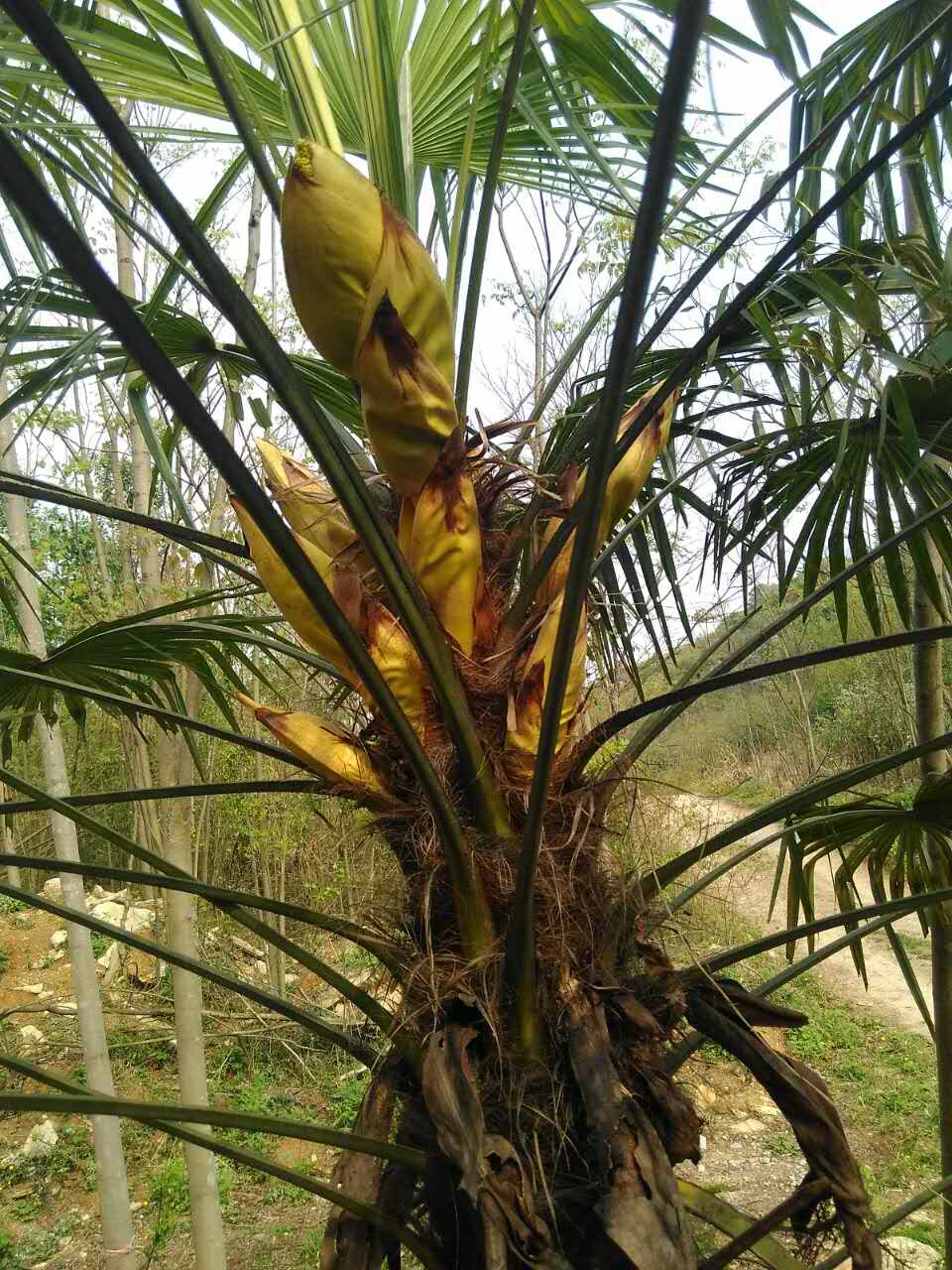 印度棕榈树心图片