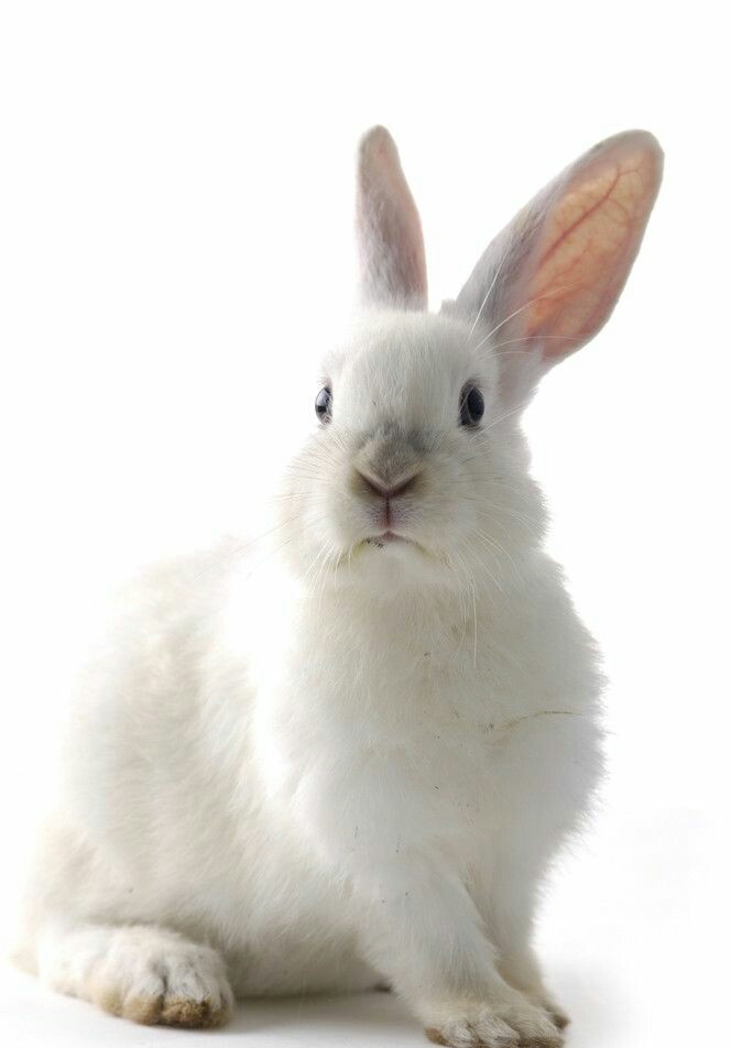 小白兔图片 特点图片