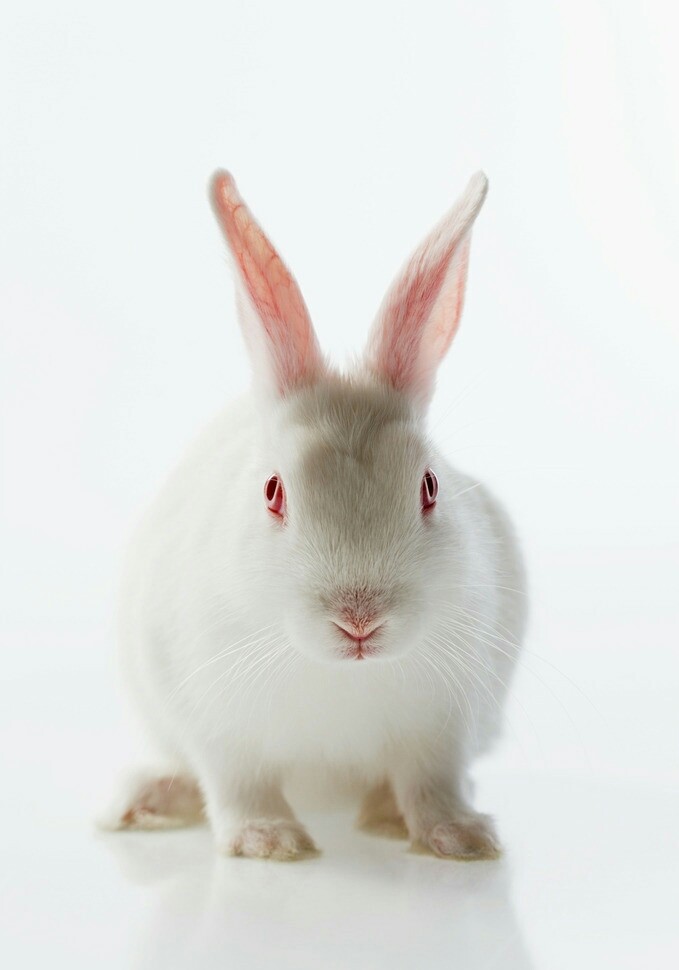 中国兔子品种图片