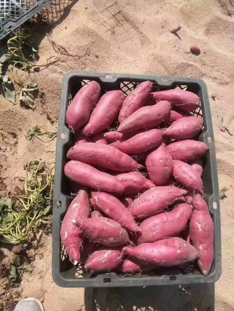 桥头地瓜 红皮 3两以上