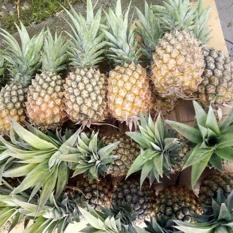 二八杠有什么牌:菠萝