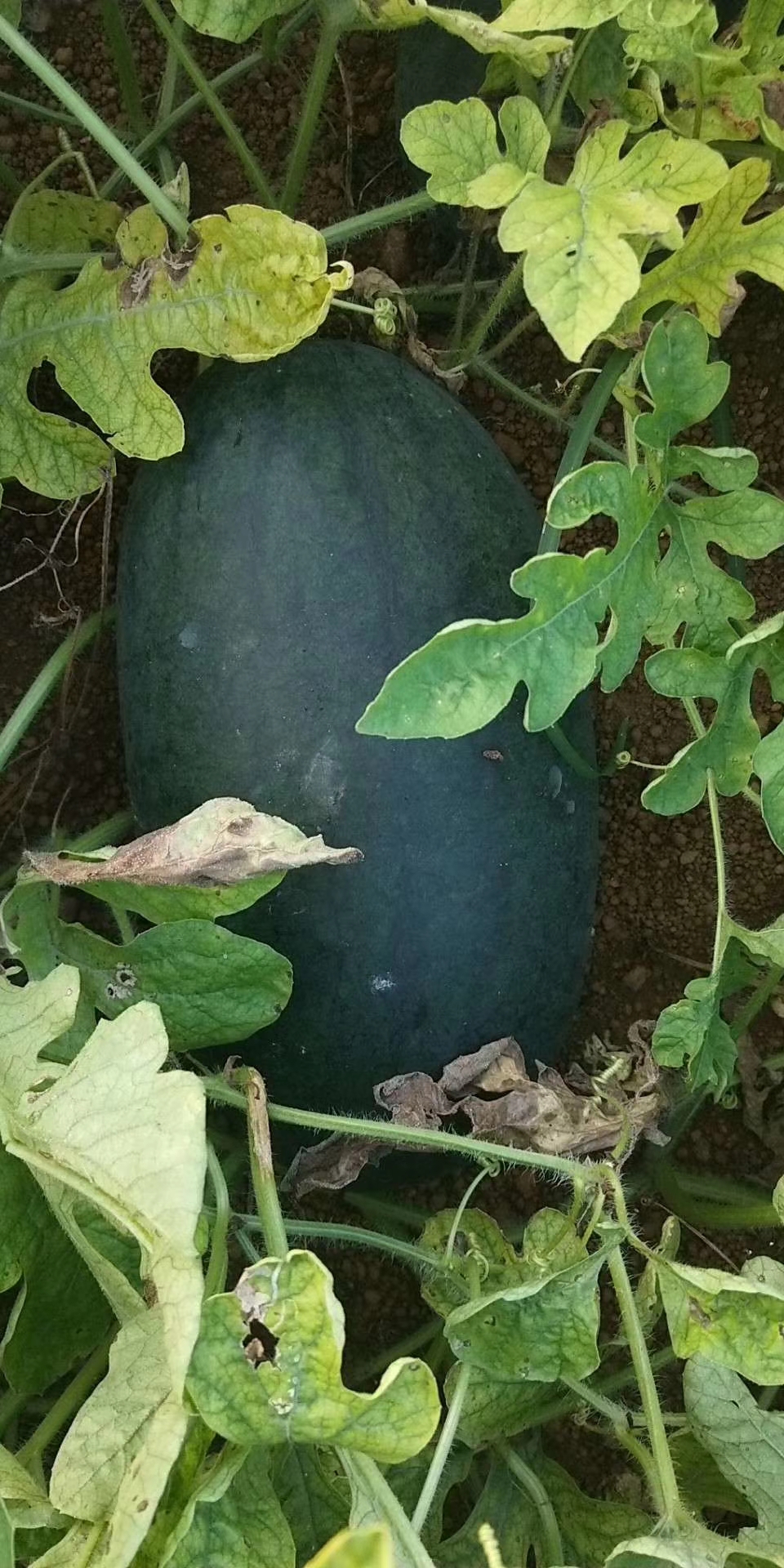 黑美人西瓜 有籽 2茬 9成熟 6斤打底