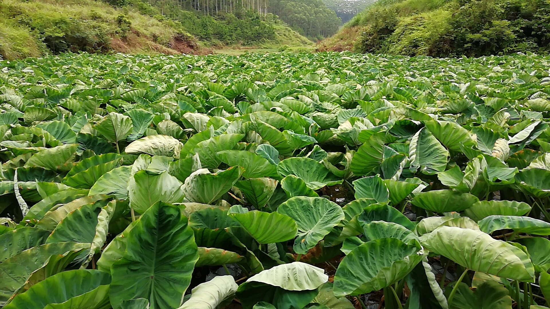 荔浦芋頭 6cm以上