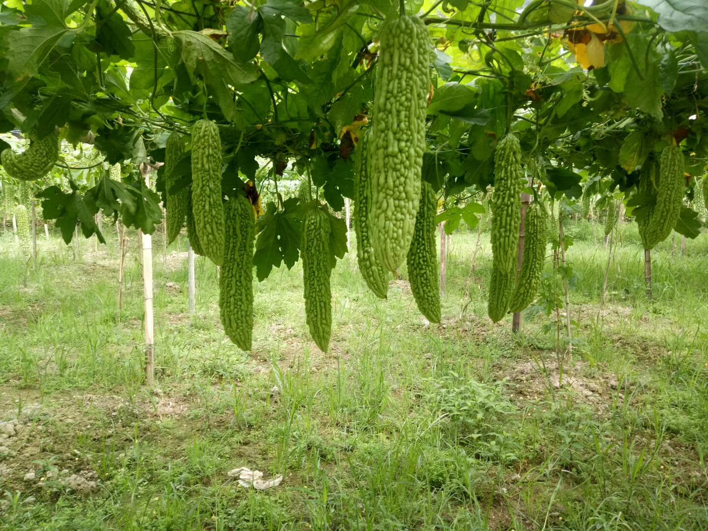 贵州露天种植白玉苦瓜批发