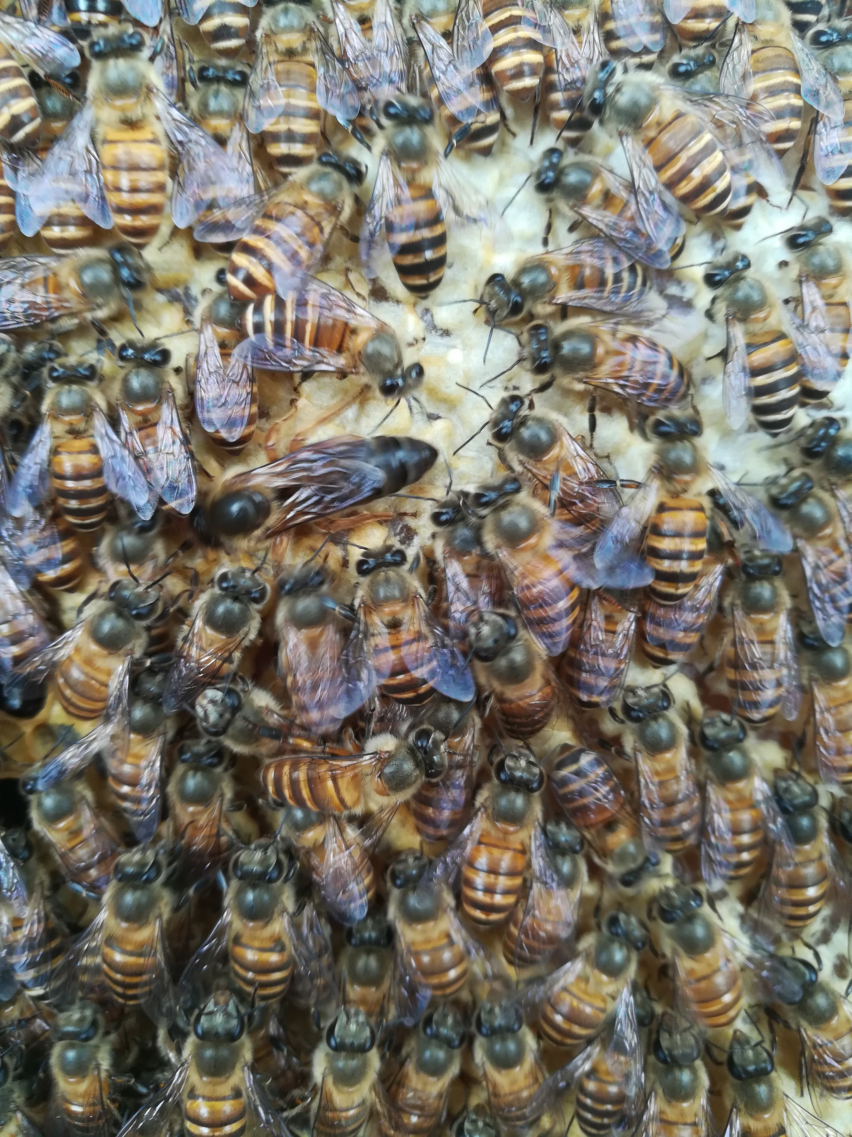 山东种蜂场良种蜂王图片