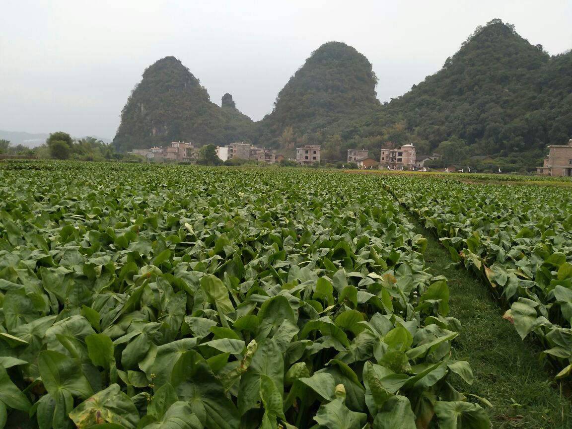 白肉慈菇图片