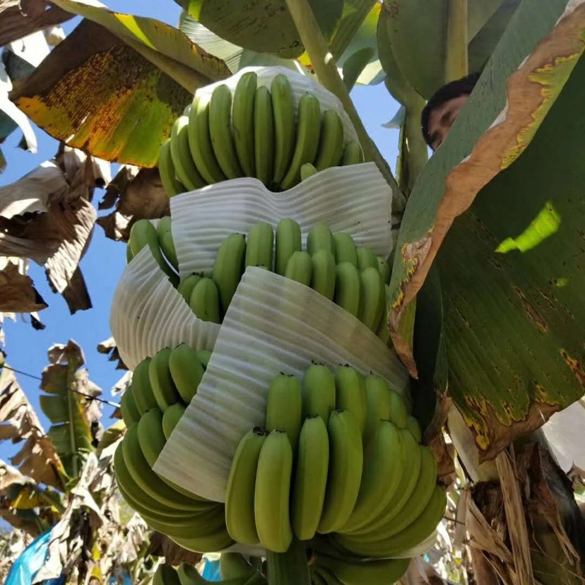 香蕉巴西品种图片