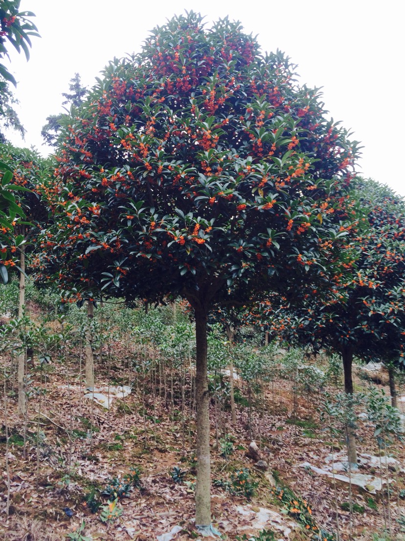 狀元紅桂花樹