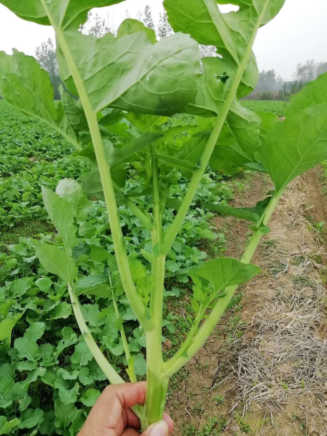 油菜薹 1~2两