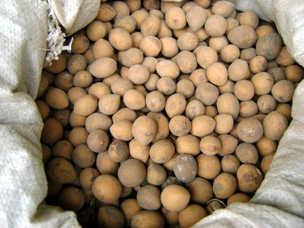 这是一张关于巴豆 的产品图片