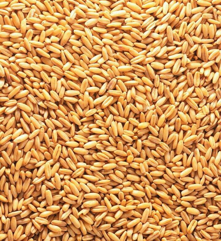 龙麦88小麦品种图片