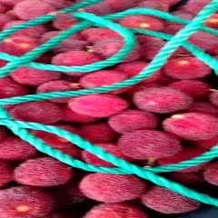 东魁杨梅 每一个订单都源自信任
每一次信任都源自品质。